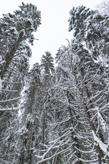 snow-covered winter spruce forest during the day