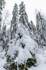 Fototapeta na wymiar snow-covered winter spruce forest during the day