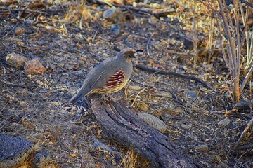 Gambel's Quail, Callipepla gambelii, running and foraging in a flock, convey or bevy, with male and female through the arid winter South Mountain Park and Preserve, Pima Canyon Trail, Phoenix, Souther