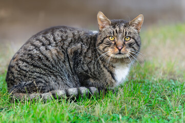 Аdult tabby cat lies on the lawn. Looking into the camera. Selective focus