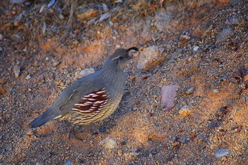 Gambel's Quail, Callipepla gambelii, running and foraging in a flock, convey or bevy, with male and female through the arid winter South Mountain Park and Preserve, Pima Canyon Trail, Phoenix, Souther