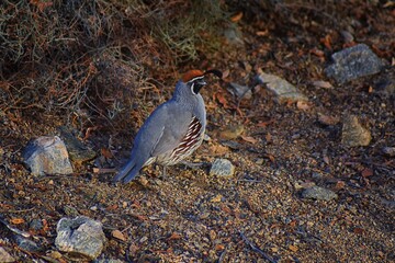 Gambel's Quail, Callipepla gambelii, running and foraging in a flock, convey or bevy, with male and female through the arid winter South Mountain Park and Preserve, Pima Canyon Trail, Phoenix, Souther