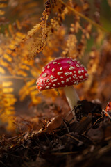 fly agaric mushroom