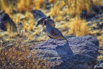 Gambel's Quail, Callipepla gambelii, running and foraging in a flock, convey or bevy, with male and female through the arid winter South Mountain Park and Preserve, Pima Canyon Trail, Phoenix, Souther