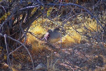 Gambel's Quail, Callipepla gambelii, running and foraging in a flock, convey or bevy, with male and female through the arid winter South Mountain Park and Preserve, Pima Canyon Trail, Phoenix, Souther