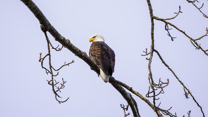 Majestic Bald Eagle perching on a tree branch near its nest