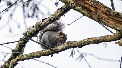 Framing view of cute Douglas Squirrel smiling between branches