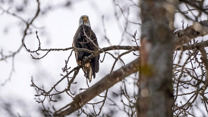 Majestic Bald Eagle perching on a tree branch look at far