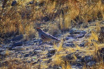 Gambel's Quail, Callipepla gambelii, running and foraging in a flock, convey or bevy, with male and female through the arid winter South Mountain Park and Preserve, Pima Canyon Trail, Phoenix, Souther