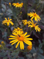 Daisies from the Atlantic Forest, in the state of São Paulo, Brazil.
