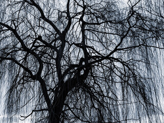Dark silhouettes of weeping willow in winter