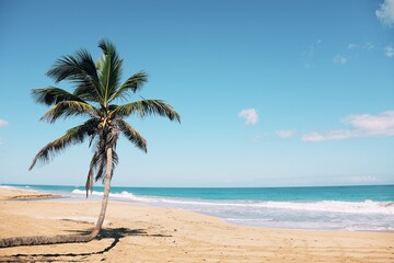 Naklejka na ściany i meble Bent palm tree on Caribbean tropical beach