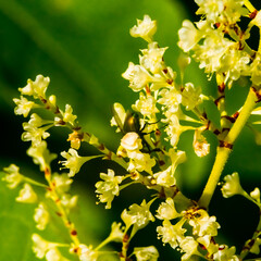 Spring sketch: yellow inflorescences of wild plant with green fly, blurred green background