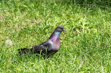 One rock dove sits in green grass