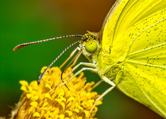 Yellow butterfly. Macro photo of a yellow butterfly of the species Pyrisitia nise on a flower in the garden