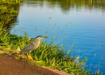 Bird on the edge of a lake in park
