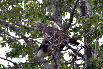 An adult and a juvenile bald eagle call out to announce their presence along Alaska's Russian River on the Kenai Peninsula.