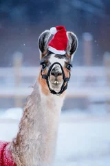 Fotobehang Funny llama in Santa hat dressed for Christmas outdoors in winter © Rita Kochmarjova
