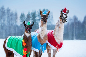 Three cute llamas in Santa hats dressed for Christmas outdoors in winter