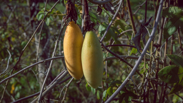 Image of curubas taxos, tumbos, patches, poroksas, purple, ripe ready to be harvested in Barrag&aacute;n Valle del Cauca Colombia