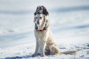 dog Golden retriever and springer spaniel winter