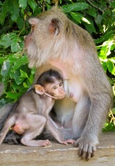 Mother and her baby monkey at the Monkey temple in Ubud, Bali