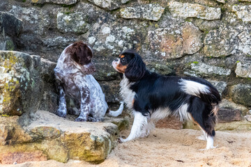 An English setter dog and a cavalier King Charles.