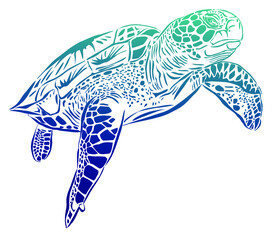 Fototapeta premium A sea turtle that swims calmly in water. The working file allows you to change the colors and is suitable for topics related to ecology, keeping the oceans clean and the life of their inhabitants.