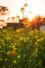 Closeup of Yellow Mustard plants in the countryside field.