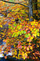 Landscapes and fall colors in the Redes Natural Park, in the Caso Council. Asturias, Spain, Europe