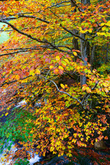 Landscapes and fall colors in the Redes Natural Park, in the Caso Council. Asturias, Spain, Europe