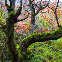 Landscapes and fall colors in the Redes Natural Park, in the Caso Council. Asturias, Spain, Europe