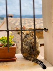 Cat Behind Fence In Mallorca