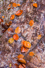 Landscapes and fall colors in the Redes Natural Park, in the Caso Council. Asturias, Spain, Europe
