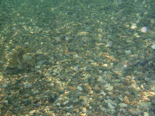 Fototapeta na wymiar Greek bay fish
