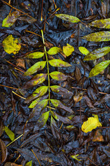 Landscapes and fall colors in the Redes Natural Park, in the Caso Council. Asturias, Spain, Europe