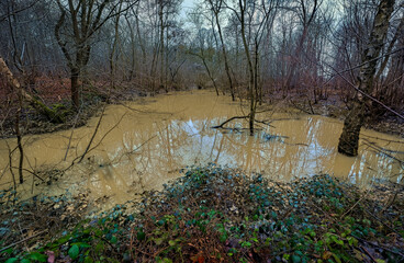 Flooded forest due to excess rain