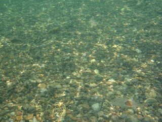 Fototapeta na wymiar aquatic life Greece sea level