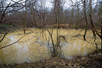 Flooded forest due to excess rain