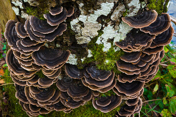 Landscapes and fall colors in the Redes Natural Park, in the Caso Council. Asturias, Spain, Europe