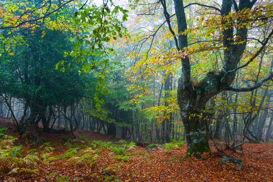 Hayedo en oto&ntilde;o,ITINERARIO TABALLON DE MONGAYU PARQUE NATURAL REDES CONCEJO CASO ASTURIAS OTO&Ntilde;O BOSQUES ATLANTICOS CADUCIFOLIOS COLORES