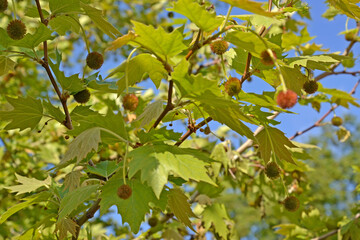 A fragment of the crown of the eastern platan (Platanus orientalis L.). Blossoming