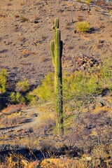 Cactus, Saguaro, Carnegiea gigantea, close-up in winter on the South Mountain Park and Preserve, Pima Canyon Trail, Phoenix, Southern Arizona desert. United States.