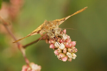 The burnet companion moth - Euclidia glyphica