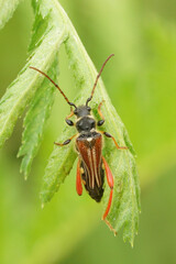 Stenopterus rufus