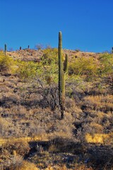 Cactus, Saguaro, Carnegiea gigantea, close-up in winter on the South Mountain Park and Preserve, Pima Canyon Trail, Phoenix, Southern Arizona desert. United States.
