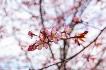 Cherry tree blossom, Kirsikkapuisto (Cherry Tree Park) in Roihuvuori, Helsinki, Finland