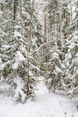 Snow covered young spruce in the winter forest, Nuuksio national park, Espoo, Finland © hivaka