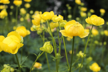 Fototapeta premium Gelbe Blumen im botanischen Garten. Blumenwiese, Frühling