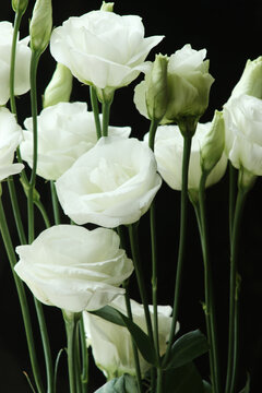 Weisse Eustomen. Blumenstrau&szlig; aus Pr&auml;rie-Enziane